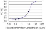 NPHS1 Antibody in ELISA (ELISA)