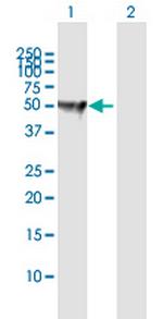 NPTX1 Antibody in Western Blot (WB)