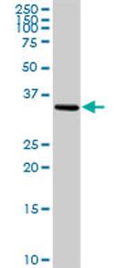 NTF3 Antibody in Western Blot (WB)