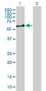 NUCB1 Antibody in Western Blot (WB)