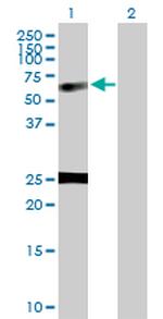 NUCB1 Antibody in Western Blot (WB)