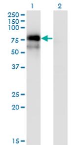 NR4A2 Antibody in Western Blot (WB)