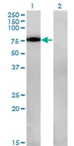 NR4A2 Antibody in Western Blot (WB)