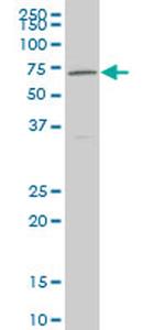 NR4A2 Antibody in Western Blot (WB)