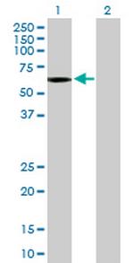 OCLN Antibody in Western Blot (WB)