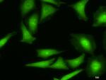 ODC1 Antibody in Immunocytochemistry (ICC/IF)