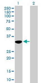 OVOL1 Antibody in Western Blot (WB)