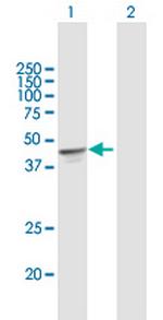 OXA1L Antibody in Western Blot (WB)