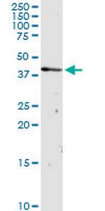 OXA1L Antibody in Western Blot (WB)