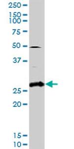 PAEP Antibody in Western Blot (WB)