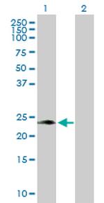 PAEP Antibody in Western Blot (WB)