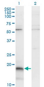 PAEP Antibody in Western Blot (WB)