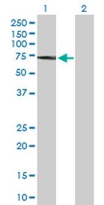 PAK2 Antibody in Western Blot (WB)