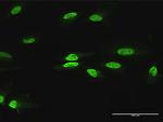 PAX2 Antibody in Immunocytochemistry (ICC/IF)