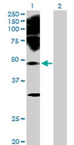 PAX2 Antibody in Western Blot (WB)