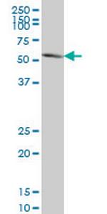 PAX7 Antibody in Western Blot (WB)