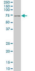 PAX7 Antibody in Western Blot (WB)