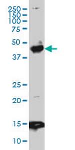 PBX3 Antibody in Western Blot (WB)