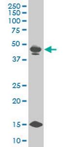 PBX3 Antibody in Western Blot (WB)