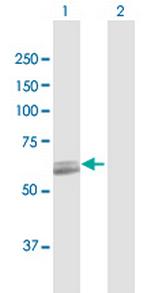 PCCB Antibody in Western Blot (WB)