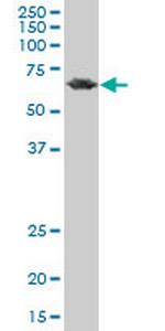 PCK2 Antibody in Western Blot (WB)