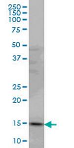 PDE6D Antibody in Western Blot (WB)