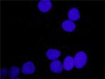 PDGFA Antibody in Proximity Ligation Assay (PLA) (PLA)