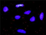 PDGFA Antibody in Proximity Ligation Assay (PLA) (PLA)