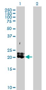 PDGFA Antibody in Western Blot (WB)