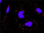 PDGFRA Antibody in Proximity Ligation Assay (PLA) (PLA)