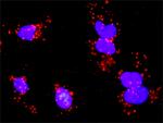 PDGFRA Antibody in Proximity Ligation Assay (PLA) (PLA)