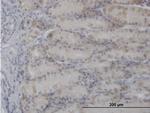 PDHA1 Antibody in Immunohistochemistry (Paraffin) (IHC (P))