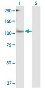 PER1 Antibody in Western Blot (WB)