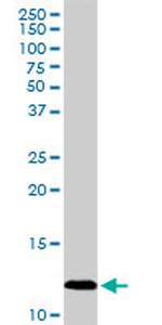 PF4 Antibody in Western Blot (WB)