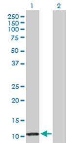 PF4 Antibody in Western Blot (WB)