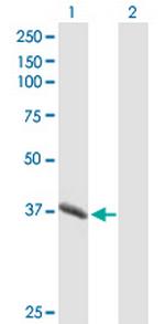 PGC Antibody in Western Blot (WB)