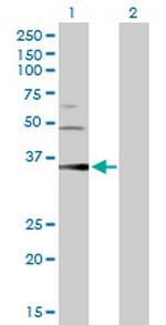 PGC Antibody in Western Blot (WB)