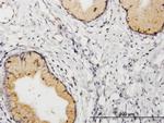 PGF Antibody in Immunohistochemistry (Paraffin) (IHC (P))