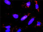 PGF Antibody in Proximity Ligation Assay (PLA) (PLA)