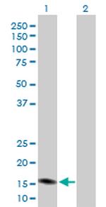 PGF Antibody in Western Blot (WB)