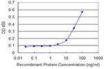 PHKG2 Antibody in ELISA (ELISA)