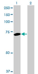 PLK1 Antibody in Western Blot (WB)