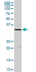 PLSCR1 Antibody in Western Blot (WB)