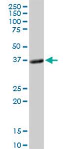 PLSCR1 Antibody in Western Blot (WB)