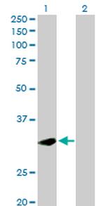 PLSCR1 Antibody in Western Blot (WB)