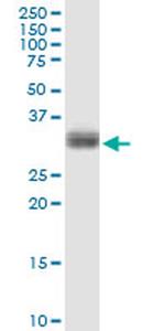 PLSCR1 Antibody in Western Blot (WB)