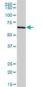 PLTP Antibody in Western Blot (WB)