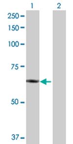 PLTP Antibody in Western Blot (WB)