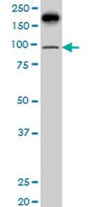 PML Antibody in Western Blot (WB)