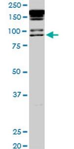 PML Antibody in Western Blot (WB)